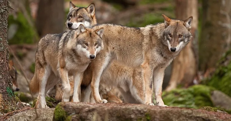 Wolf Park