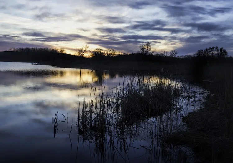 Mallard Lake Forest Preserve