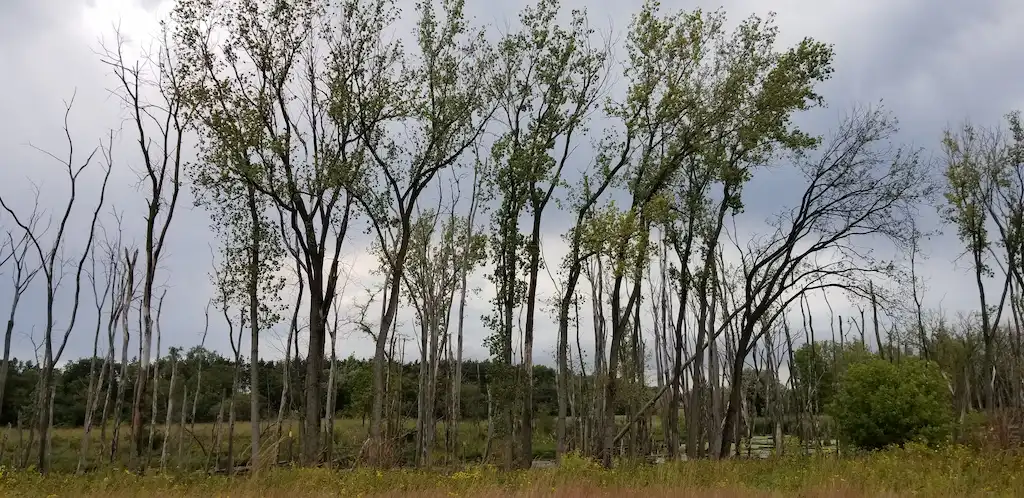 Unveil the Picturesque Beauty at Deer Grove Forest Preserve