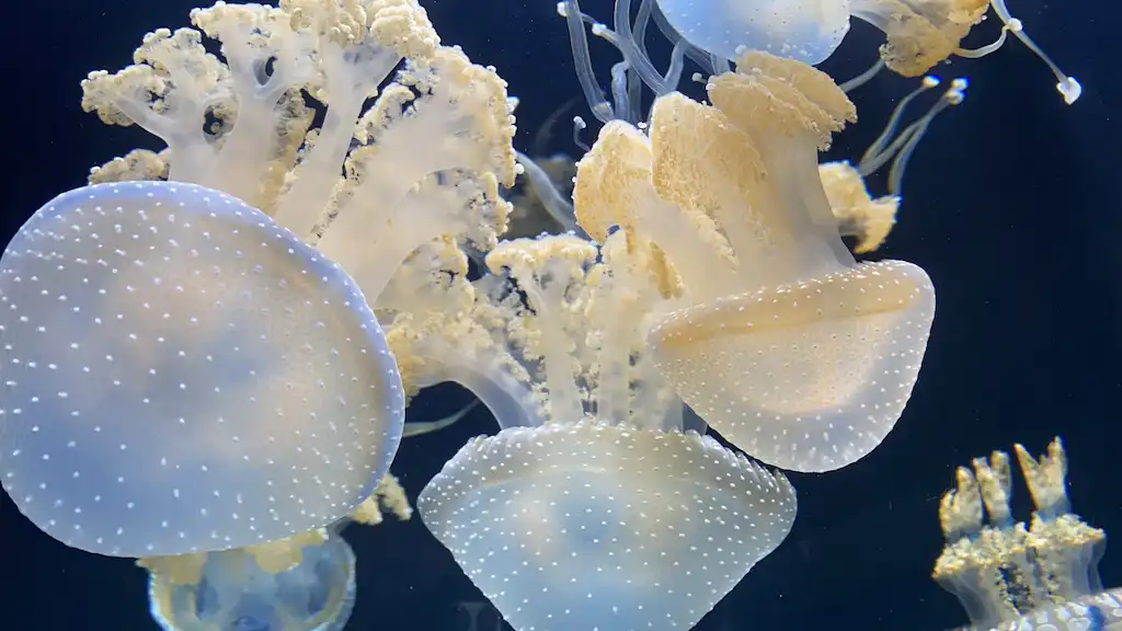 Aquatic Adventures at Shedd Aquarium