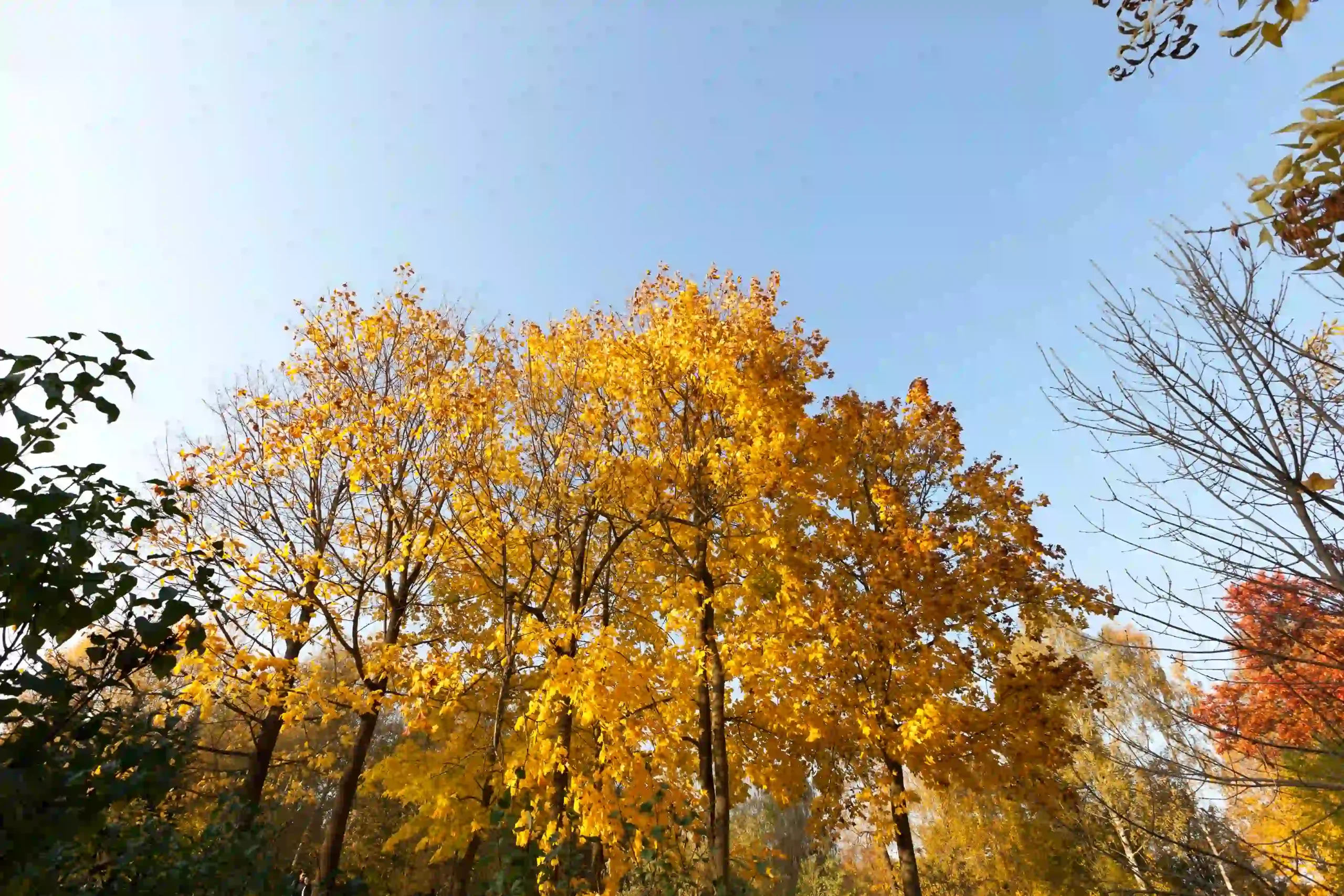 Outdoor Adventure at Maple Grove Forest Preserve