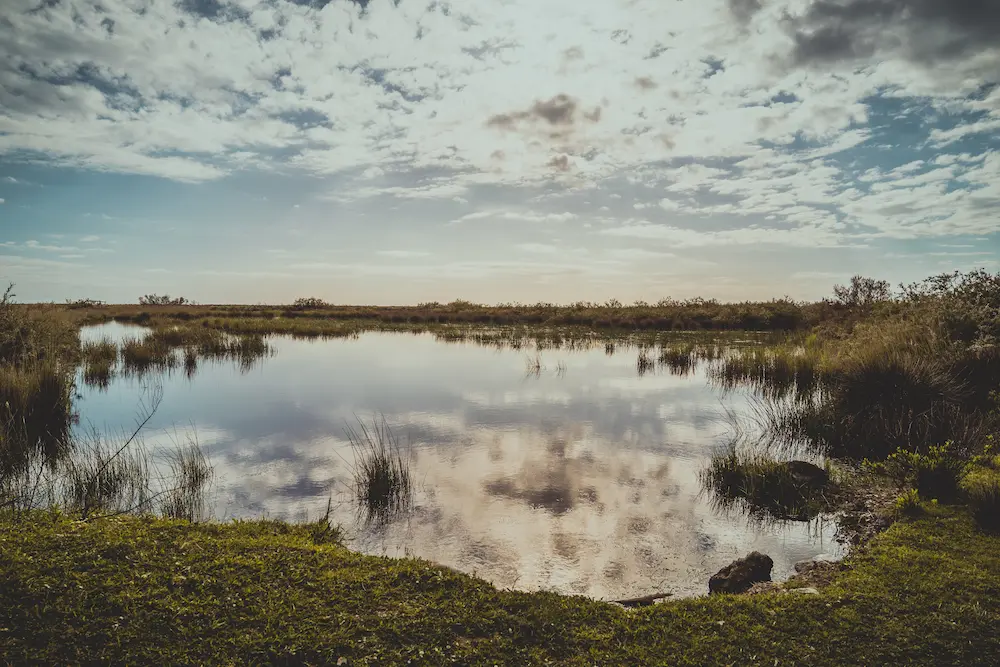 Schiller Woods - A Natural Oasis