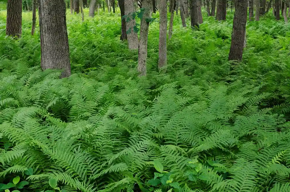 Deer Grove Forest Preserve